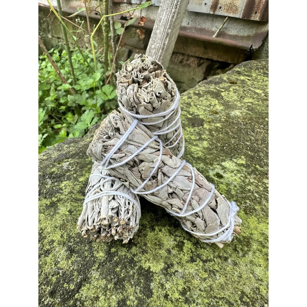 Sauge blanche Sauge blanche